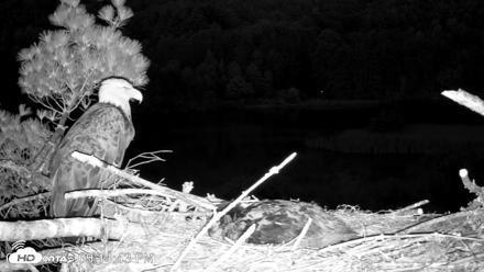VINS Bald Eagles Nest Live Cams - Jun 7, 2026, 9:15pm EDT