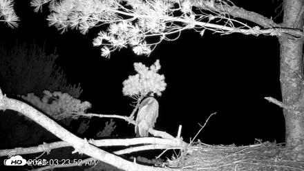 VINS Bald Eagles Nest Live Cams - Jul 21, 2026, 3:24am EDT