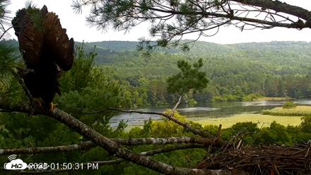 VINS Bald Eagles Nest Live Cams - Jul 16, 2026, 1:51pm EDT