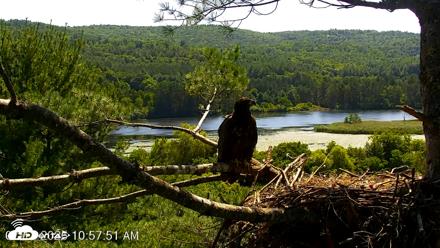 VINS Bald Eagles Nest Live Cams - Jul 17, 2026, 10:58am EDT