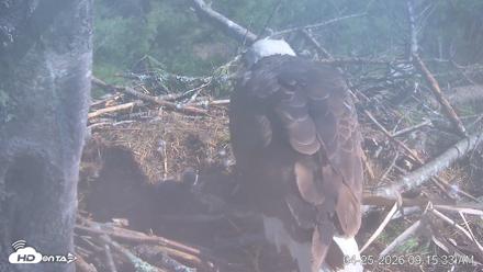 VINS Bald Eagles Nest Live Cams - Apr 25, 2026, 9:16am EDT