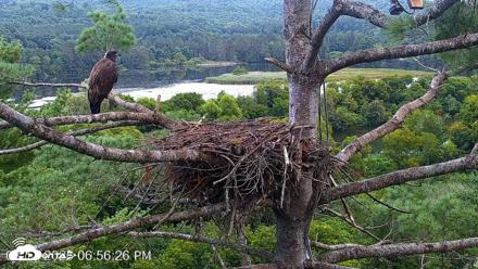 VINS Bald Eagles Nest Live Cams - Aug 17, 2026, 6:57pm EDT