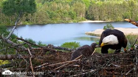 VINS Bald Eagles Nest Live Cams - May 20, 2026, 6:16pm EDT