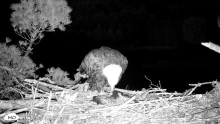 VINS Bald Eagles Nest Live Cams - May 11, 2026, 8:43pm EDT