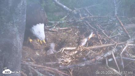 VINS Bald Eagles Nest Live Cams - Apr 25, 2026, 9:55am EDT