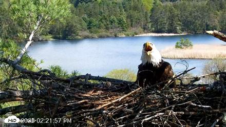 VINS Bald Eagles Nest Live Cams - May 10, 2026, 2:22pm EDT