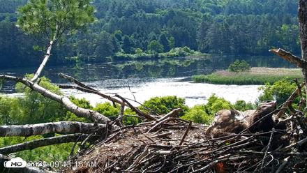 VINS Bald Eagles Nest Live Cams - Jun 25, 2026, 9:44am EDT