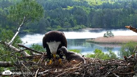 VINS Bald Eagles Nest Live Cams - May 20, 2026, 10:10am EDT