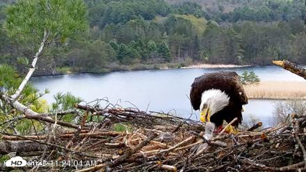 VINS Bald Eagles Nest Live Cams - May 4, 2026, 11:24am EDT