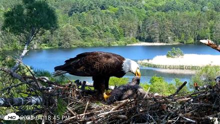 VINS Bald Eagles Nest Live Cams - May 26, 2026, 4:20pm EDT