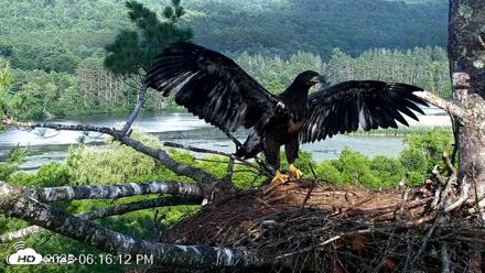VINS Bald Eagles Nest Live Cams - Jul 2, 2026, 6:16pm EDT