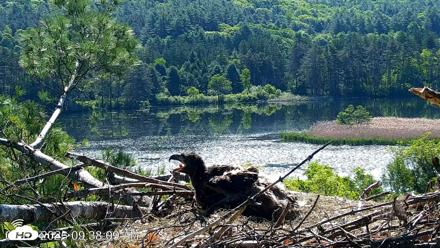 VINS Bald Eagles Nest Live Cams - Jun 3, 2026, 9:38am EDT