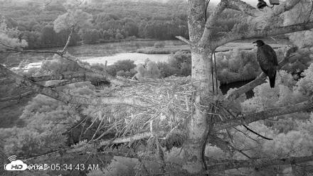 VINS Bald Eagles Nest Live Cams - Aug 14, 2026, 5:35am EDT