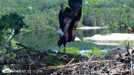 VINS Bald Eagles Nest Live Cams - May 22, 2026, 5:23pm EDT