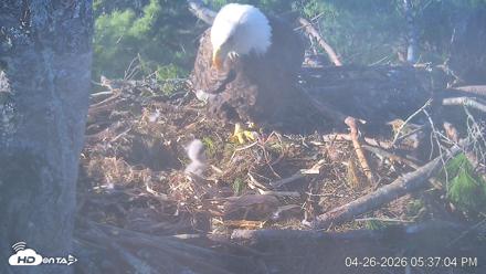 VINS Bald Eagles Nest Live Cams - Apr 26, 2026, 5:37pm EDT
