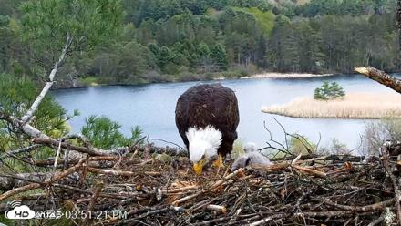 VINS Bald Eagles Nest Live Cams - May 8, 2026, 3:52pm EDT