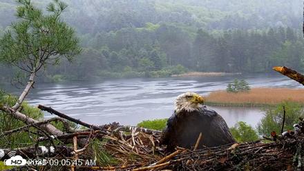 VINS Bald Eagles Nest Live Cams - May 24, 2026, 9:06am EDT