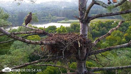 VINS Bald Eagles Nest Live Cams - Aug 18, 2026, 8:10am EDT