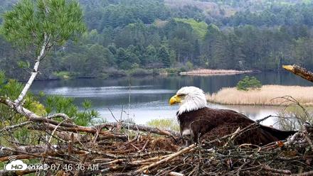 VINS Bald Eagles Nest Live Cams - May 10, 2026, 7:47am EDT