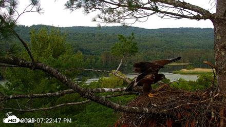 VINS Bald Eagles Nest Live Cams - Jul 5, 2026, 7:23pm EDT