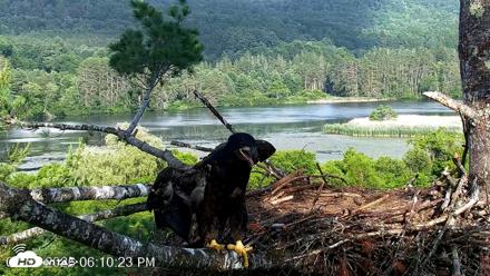 VINS Bald Eagles Nest Live Cams - Jul 2, 2026, 6:11pm EDT