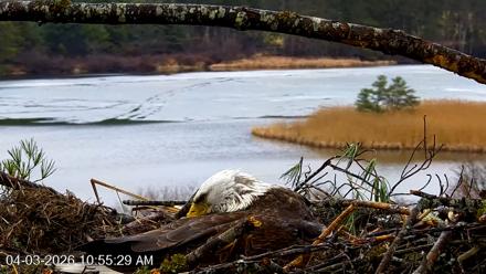 VINS Bald Eagles Nest Live Cams - Apr 3, 2026, 10:56am EDT