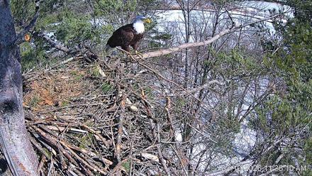 VINS Bald Eagles Nest Live Cams - Mar 10, 2026, 11:36am EDT