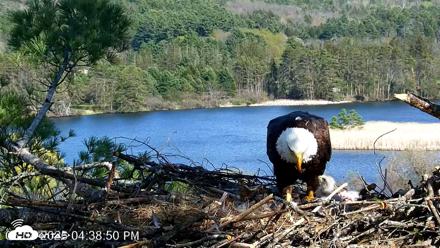 VINS Bald Eagles Nest Live Cams - May 4, 2026, 4:39pm EDT