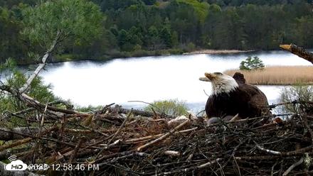 VINS Bald Eagles Nest Live Cams - May 11, 2026, 12:59pm EDT