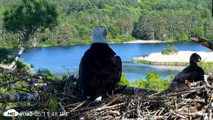 VINS Bald Eagles Nest Live Cams - May 26, 2026, 5:14pm EDT