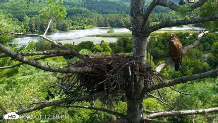 VINS Bald Eagles Nest Live Cams - Aug 14, 2026, 1:14pm EDT