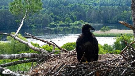 VINS Bald Eagles Nest Live Cams - Jun 21, 2026, 10:15am EDT