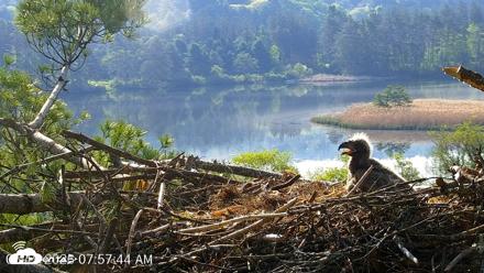 VINS Bald Eagles Nest Live Cams - May 19, 2026, 7:58am EDT