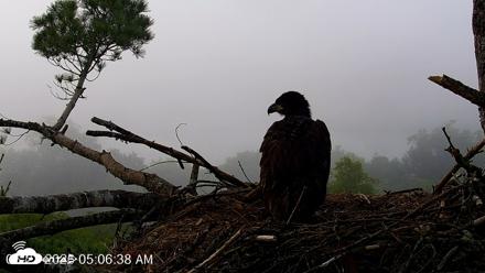 VINS Bald Eagles Nest Live Cams - Jun 21, 2026, 5:08am EDT