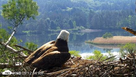 VINS Bald Eagles Nest Live Cams - May 19, 2026, 9:13am EDT