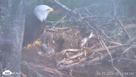 VINS Bald Eagles Nest Live Cams - Apr 25, 2026, 10:13am EDT