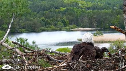 VINS Bald Eagles Nest Live Cams - May 23, 2026, 1:53pm EDT