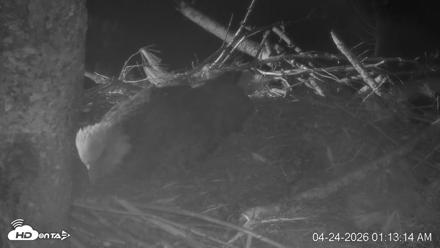 VINS Bald Eagles Nest Live Cams - Apr 24, 2026, 1:13am EDT