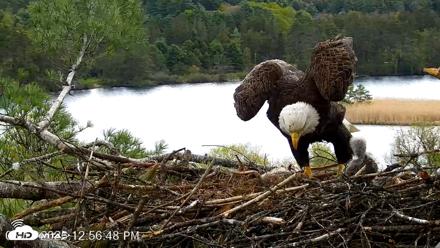 VINS Bald Eagles Nest Live Cams - May 11, 2026, 12:57pm EDT