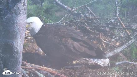 VINS Bald Eagles Nest Live Cams - Apr 26, 2026, 9:10am EDT