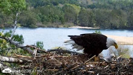 VINS Bald Eagles Nest Live Cams - May 5, 2026, 2:40pm EDT