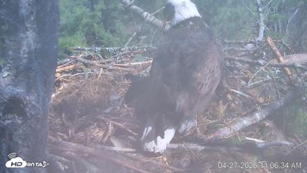 VINS Bald Eagles Nest Live Cams - Apr 27, 2026, 11:07am EDT