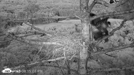 VINS Bald Eagles Nest Live Cams - Aug 11, 2026, 8:15pm EDT