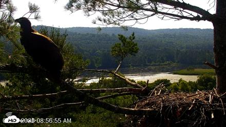 VINS Bald Eagles Nest Live Cams - Jul 13, 2026, 8:57am EDT