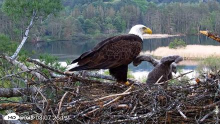 VINS Bald Eagles Nest Live Cams - May 18, 2026, 8:08pm EDT