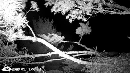 VINS Bald Eagles Nest Live Cams - Jul 18, 2026, 9:11pm EDT