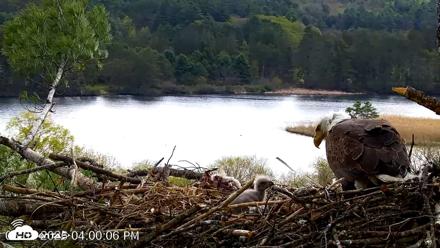 VINS Bald Eagles Nest Live Cams - May 5, 2026, 4:00pm EDT