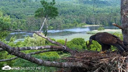 VINS Bald Eagles Nest Live Cams - Jul 26, 2026, 4:54pm EDT