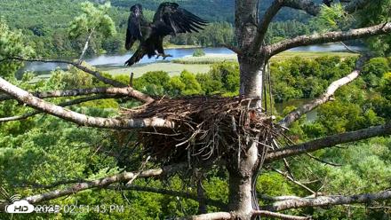 VINS Bald Eagles Nest Live Cams - Aug 15, 2026, 2:52pm EDT