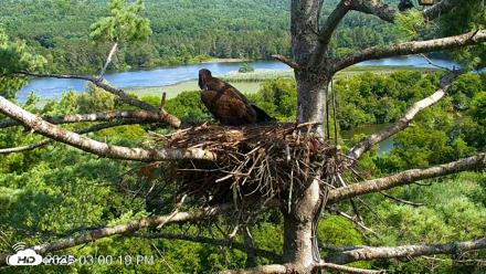 VINS Bald Eagles Nest Live Cams - Aug 11, 2026, 3:01pm EDT